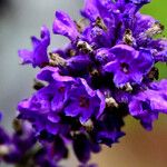 Lavandula angustifolia Flower