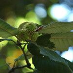 Notholithocarpus densiflorus Blad