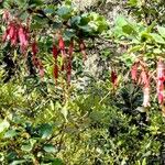 Ribes speciosum Flor