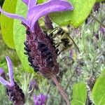 Lavandula pedunculata Blüte