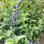 Salvia coerulea Lorea