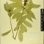 Symplocos theifolia 其他