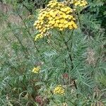 Tanacetum vulgareFlower