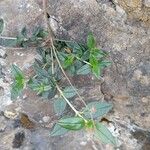 Helianthemum cinereum Leaf