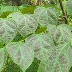 Oroxylum indicum Leaf