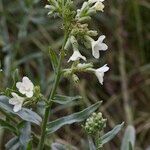 Anchusa ochroleuca Other