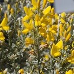 Genista microphylla Sonstige