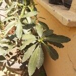 Pittosporum undulatum Leaf