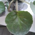 Saintpaulia ionantha Hoja