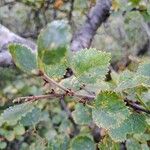 Betula humilis Leaf