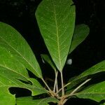 Williamodendron glaucophyllum Leaf