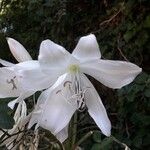 Crinum moorei ᱵᱟᱦᱟ