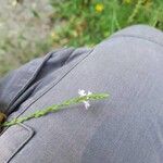 Verbena officinalisFlower