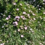 Drosanthemum floribundumFlower