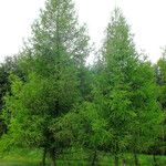 Larix kaempferi Habitat