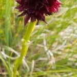 Gymnadenia nigra Flower