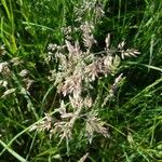 Calamagrostis canescens Fleur