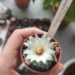 Strombocactus disciformis Cvet