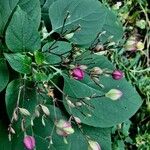 Clerodendrum trichotomum Листок