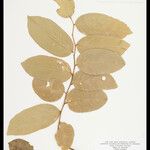 Securidaca longifolia