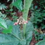 Thomandersia hensii Flower