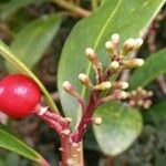 Skimmia japonica Frukt