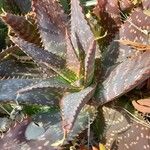 Aloe maculata Leaf