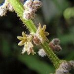 Dioscorea pilosiuscula Цветок
