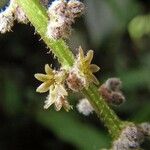 Dioscorea pilosiuscula പുഷ്പം