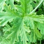 Pelargonium × asperum Hostoa