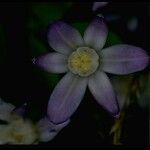 Brodiaea pallida Цвят