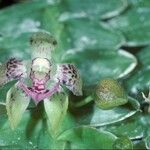 Dichaea morrisii Flower