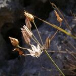 Allium moschatum Kvet
