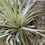 Tillandsia gardneri Levél