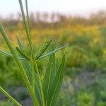 Coreopsis major List