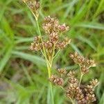 Juncus acutiflorus برگ