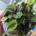 Peperomia albovittata ᱥᱟᱠᱟᱢ