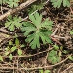 Geranium carolinianum Fuelha