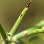 Genista fasselata Jani