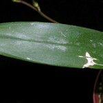 Brassia caudata Листок