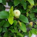 Ficus pumila L.Fruit