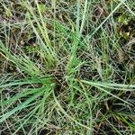 Carex extensa Folha