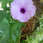 Ipomoea cairicaBlomst