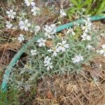 Cerastium tomentosum Floro