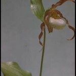 Cypripedium montanum Květ