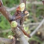 Crataegus azarolus Лист