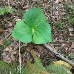 Trillium erectum برگ