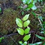 Griselinia racemosa Лист