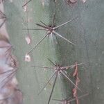Stenocereus stellatus Levél
