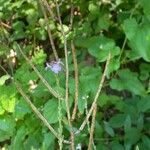 Verbena officinalis Hedelmä